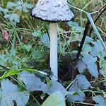 Im Waeldchen In Naehe