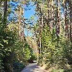 Im Waeldchen In Naehe * Templin