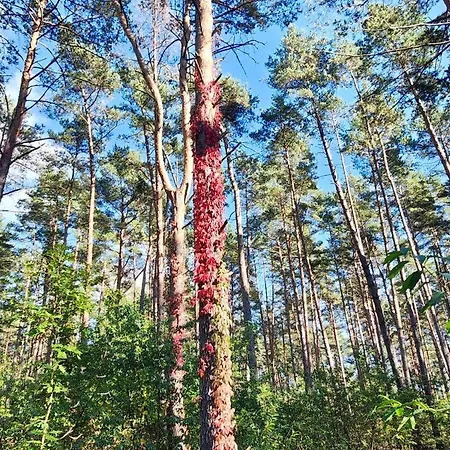 Im Waeldchen In Naehe Templin