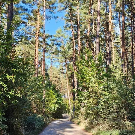 Im Waeldchen In Naehe * Templin