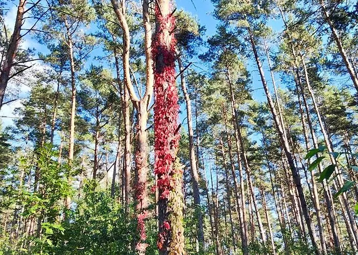 Im Waeldchen In Naehe Templin