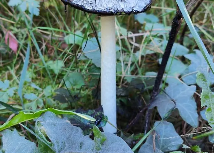 Im Waeldchen In Naehe